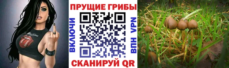 где можно купить наркотик  Череповец  kraken сайт  Псилоцибиновые грибы ЛСД 